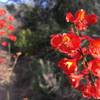 Scarlet Larkspur - Delphinium cardinale