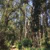 A grove of tall eucalyptus in the canyon