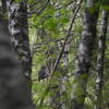 A spotted owl not far from the parking area.