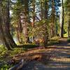 Summit Lake Amphitheater Trail runs through the beautiful pine forest as it circles Summit Lake.