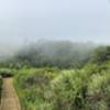 Fog on the trail.