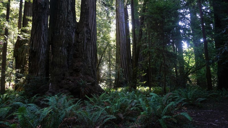 Redwoods near the start of the Tall Trees Grove.