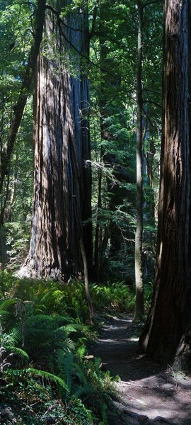 Redwoods Along The Tall Trees Grove Trail