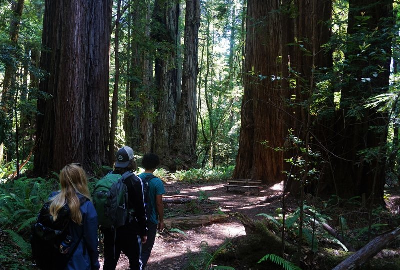 Hikers Heading Through The Tall Trees Grove