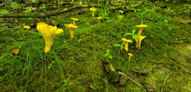 I believe these are false chanterelles. I don't remember the exact location for this photo, but they are all over the place.