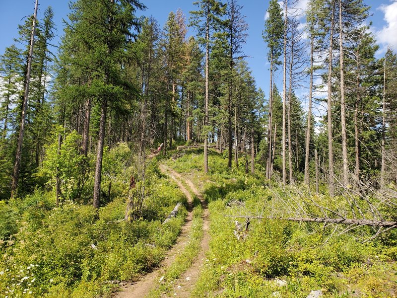 Tola Ridge Trail Running Trail, Newport, Washington