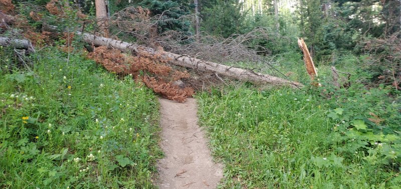 Additional obstacle on the trail this year.