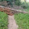 Additional obstacle on the trail this year.