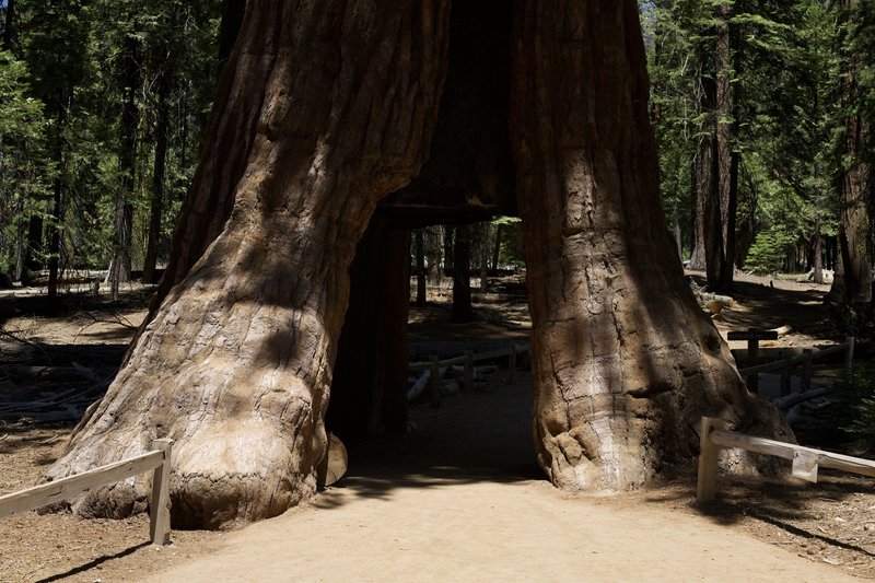 The California Tunnel Tree is a favorite place for people to take photographs in the grove.