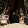 The California Tunnel Tree is a favorite place for people to take photographs in the grove.