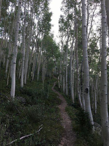 Singletrack that has moderate exposure. It's steep pitch. Wildflowers and aspens are abundant until 11,200 feet when spruce take over.