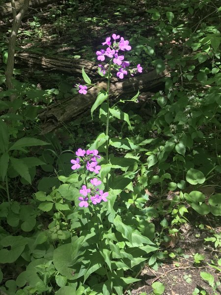 Flowers off Multi-purpose Trail