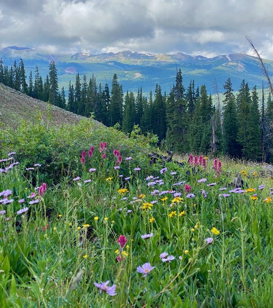 Wildflowers looking across Vail Pass