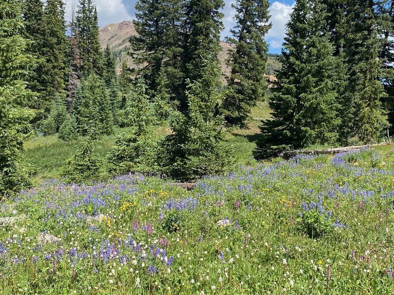 Remarkable wildflowers in late July