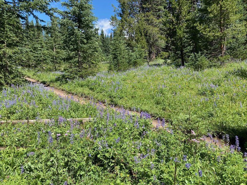 More and more wild lupine.