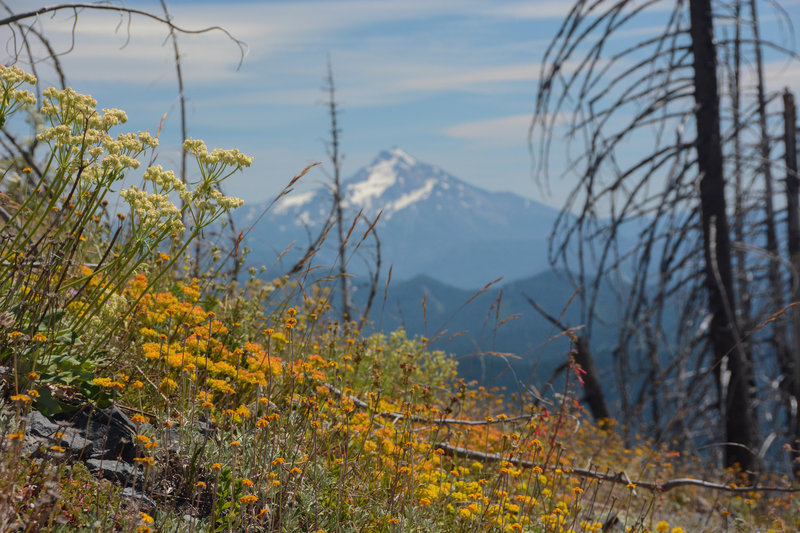 Mount Jefferson past some flowers next to Big Slide Mountain