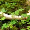A bleached leg-bone lies in the moss and wood sorrel in Anderson Hill County Park, proving that wildlife still abound even so close to town.