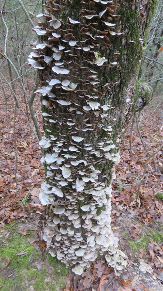 Much of the oak in the area is a haven for fungus ( Sapwood rot ) or ( Cerrena unicolor ) Wood below fungal shelves is yellowish to white, crumbly and decayed; bark around fungal shelves is killed and often falls off