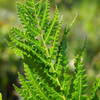 Many species of fern on the trail.