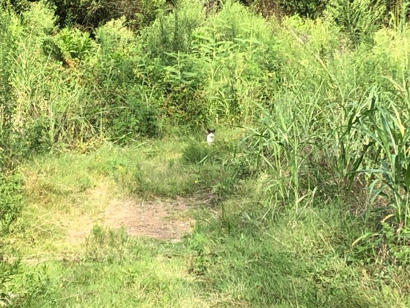 Curious trail cat