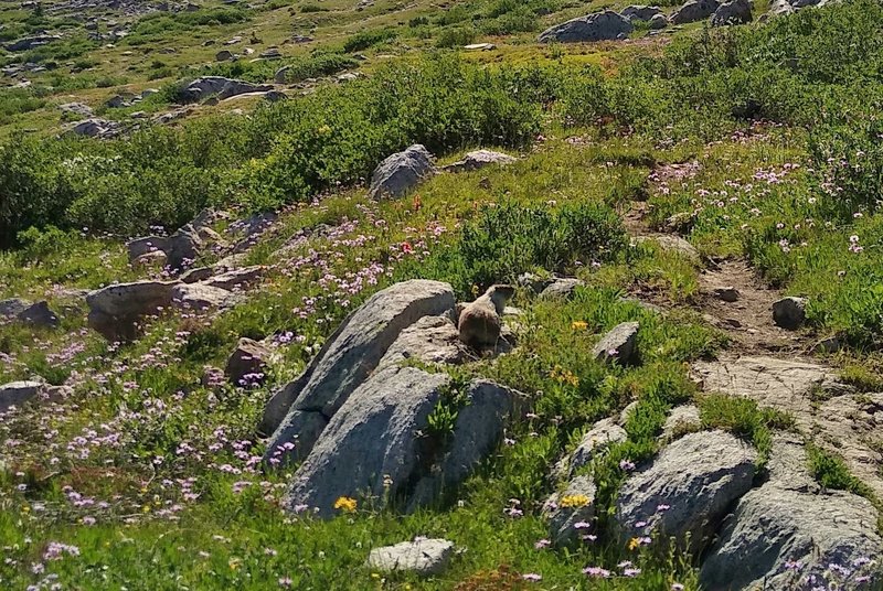 Marmot (yellow-bellied) amid the wildflowers, mostly lilac asters, in Bald Mountain Basin.