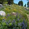 An abundance of gorgeous wildflowers - blue lupine and yellow arnica, along the CDT/Fremont Trail in early August.