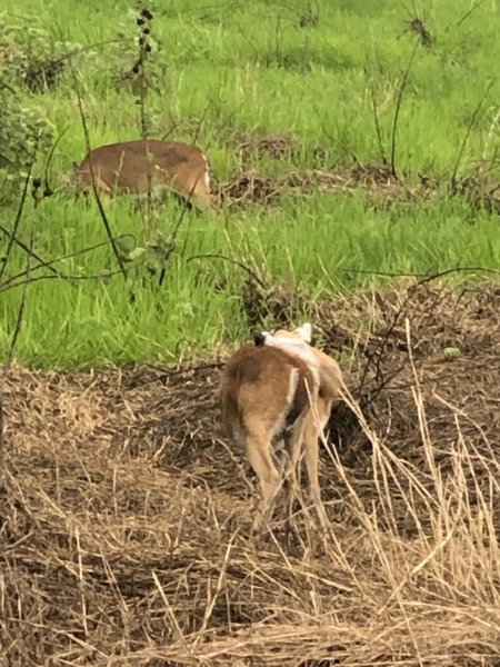 Deer grazing off the trail mid August 2020