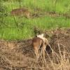 Deer grazing off the trail mid August 2020