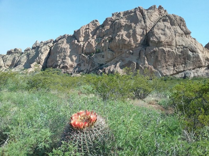 View of  La Cueva rocks and barrel cactus.