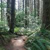Dirt trail passes though old sitka spruce trees and by a large rotting stump, surrounded by sword ferns.