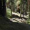 The Alta Trail wanders beneath the shade of Giant Sequoias and other large evergreen trees. It is packed dirt and gravel at this point, making hiking easy.