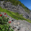 Berries add a splash of color in the talus field below Table Rock's columnar basalt cliffs.