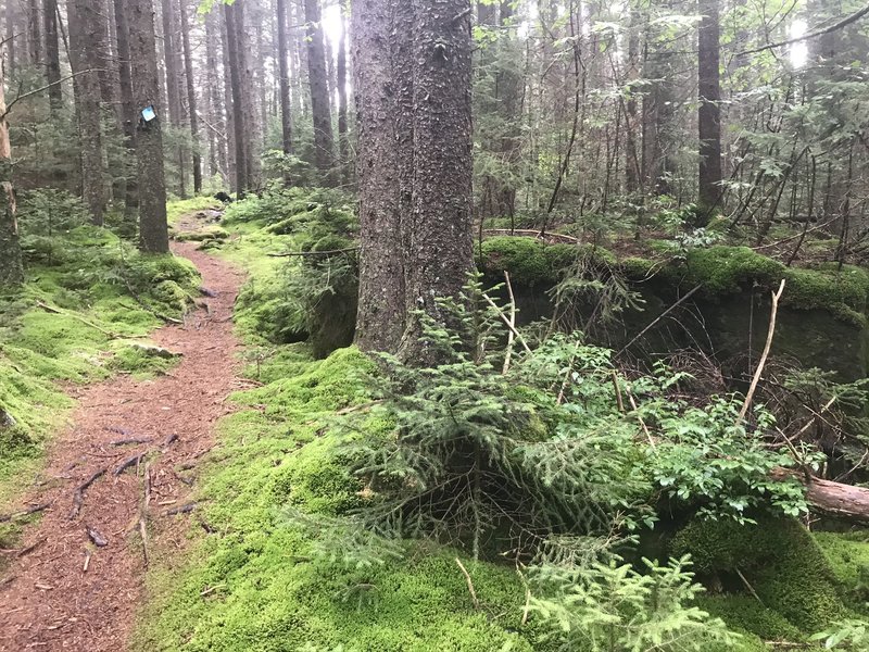 Trail through mossy undergrowth.