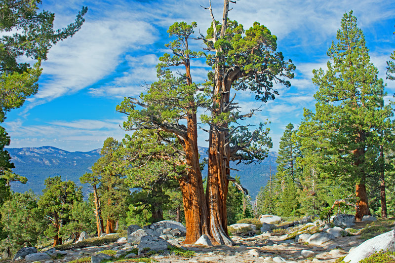 There are many Western Junipers scattered along the top of the ridge leading up to Arch Rock