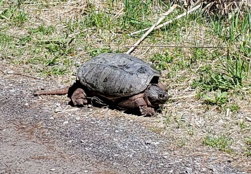 A snapping turtle on the side of the road.