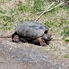 A snapping turtle on the side of the road.