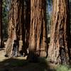 Giant Sequoias provide shade during the hike at all hours of the day, making this a great hike even in the heat of the day.