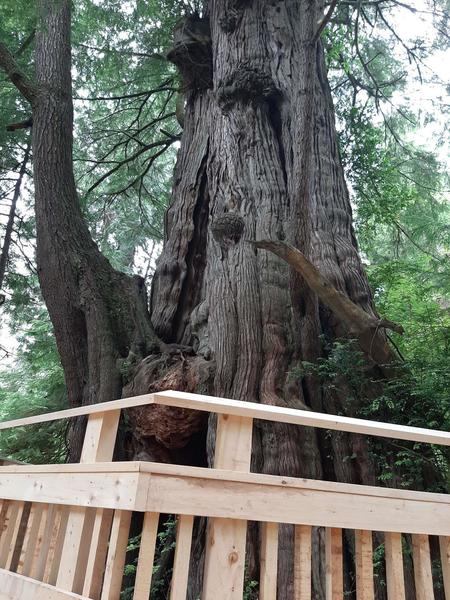 The Big Cedar surrounded by a boardwalk observation deck and protected by a railing.