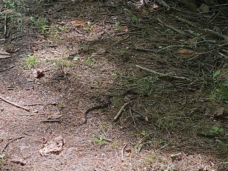 Little snake on the trail.