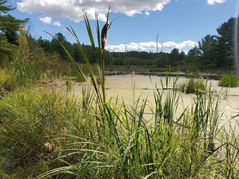 Marsh and cattails