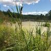 Marsh and cattails