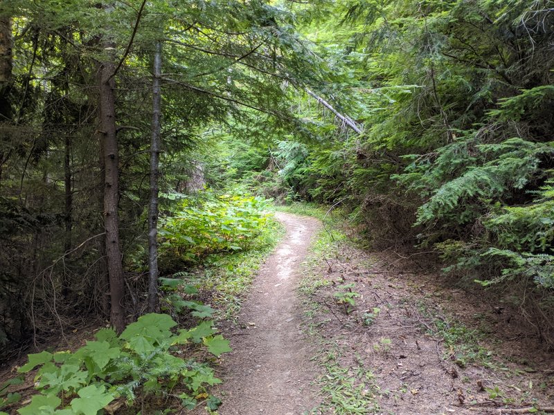 Left turn in trail along old logging road.
