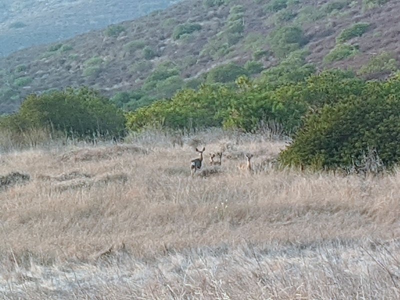 A family of deer as I entered the valley