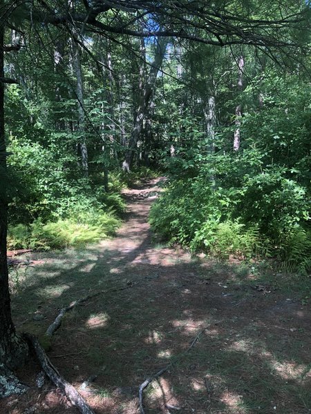 Blue Trail at Fisherville Brook Wildlife Refuge.