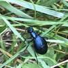 Blister Beetle on blades of grass.