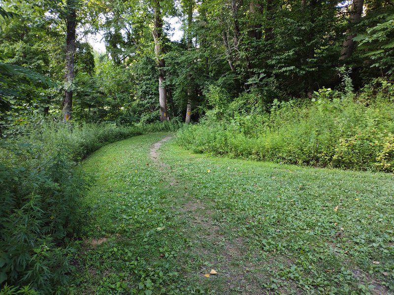 The grassy entrance to the forest trail off the parking lot in Smedley Park.