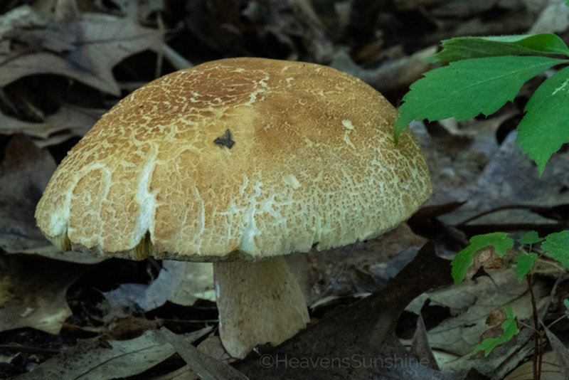 Fungus Among Us - Glenwood Dunes, Indiana Dunes National Park