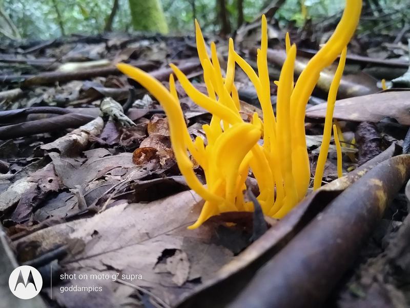 Unknown Yellow Fungus