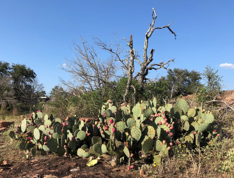 Prickly pear is common in Inks Lake State Park.