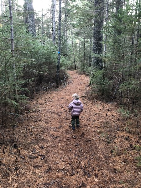Oliverian Brook Trail